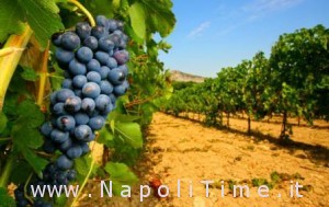 vigneti_rossi