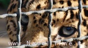 animali_zoo