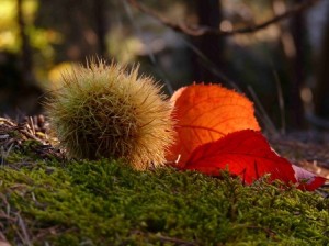 autunno