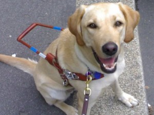 cane guida