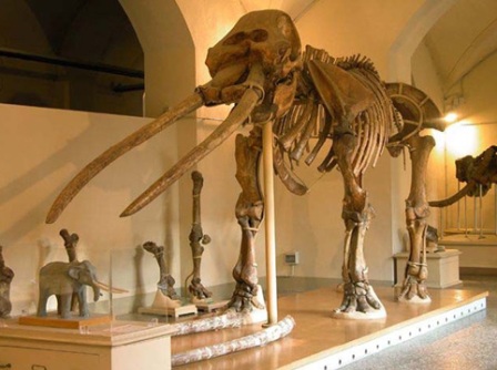 museo paleontologia