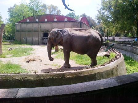 elefante zoo