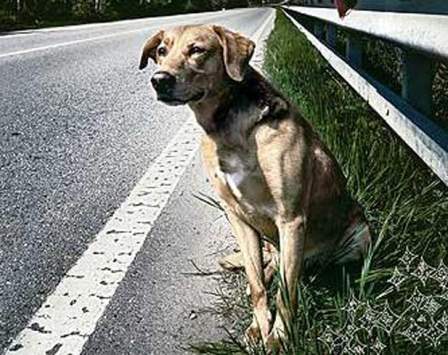 cane_abbandonato