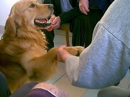 pet therapy