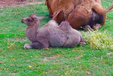 cucciolo cammello