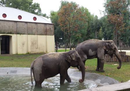 elefanti zoo