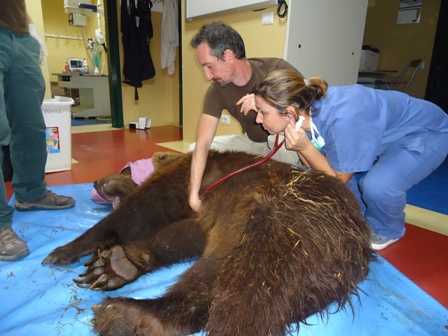 orso peppe