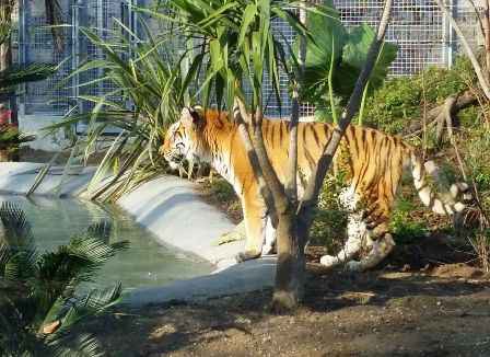 tigre