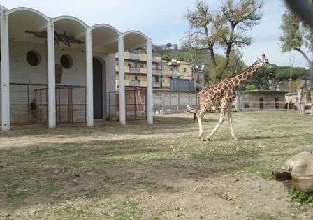 giraffa