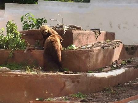 orsi zoo