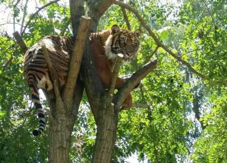 tigre zoo napoli