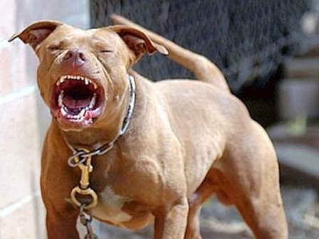 pitbull
