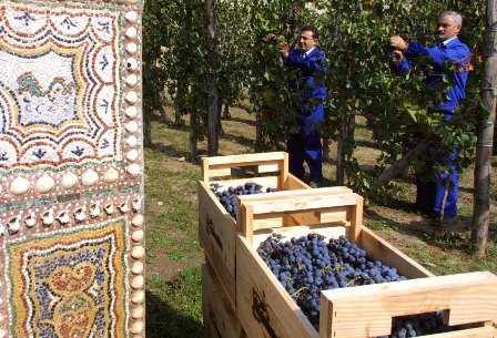 vendemmia-pompei