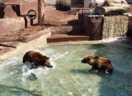 orsi-zoo-napoli